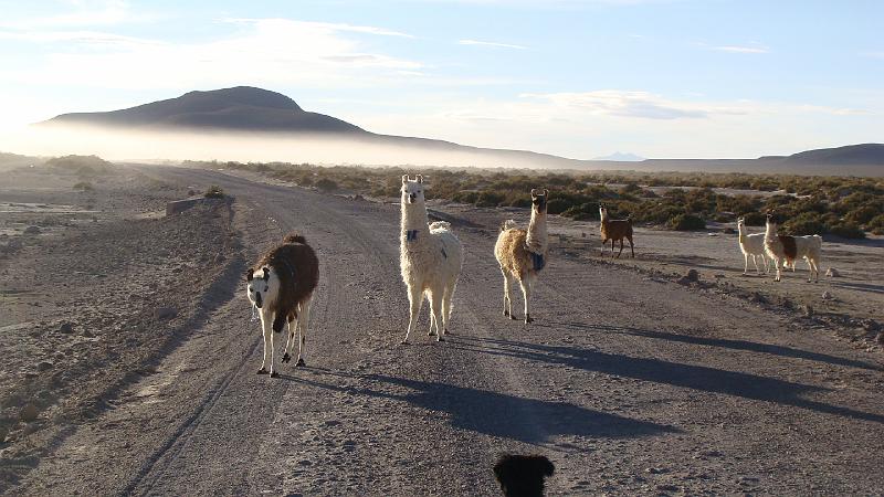 Coipasa Salt Flats S's (7).JPG